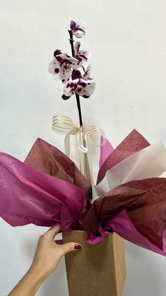 Orquídea Phalaenopsis Grande - comprar online