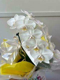 Orquídea Phalaenopsis Cascata Média - comprar online