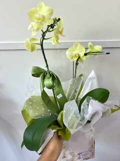 Orquídea Phalaenopsis Média - comprar online