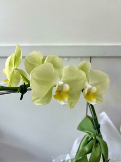 Orquídea Phalaenopsis Média na internet