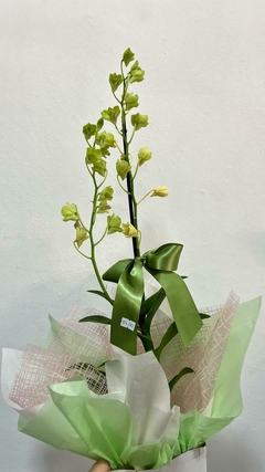 Orquídea Denphal - comprar online