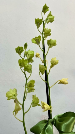 Orquídea Denphal na internet