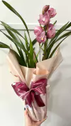 Orquídea Cymbidium - comprar online