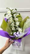 Orquídea Olho de Boneca - comprar online
