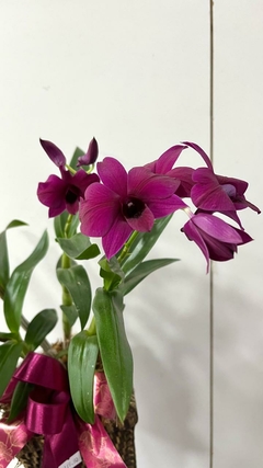Orquídea Denphal + cachepô na internet