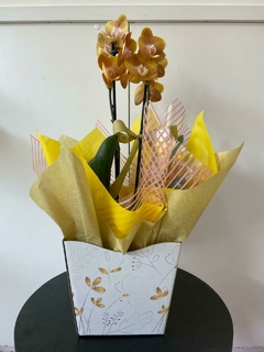 Orquídea Phalaenopsis Média - comprar online