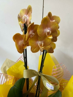 Orquídea Phalaenopsis Média na internet