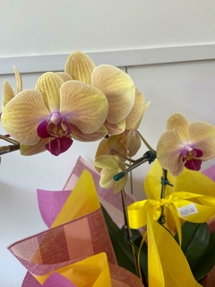 Orquídea Cascata na internet