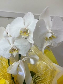 Orquídea Phalaenopsis Grande na internet