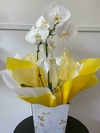 Orquídea Phalaenopsis Grande - comprar online