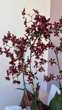 Orquídea Chocolate na internet
