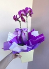 Orquídea Phalaenopsis Grande - comprar online