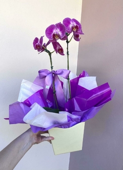 Orquídea Phalaenopsis Grande - comprar online