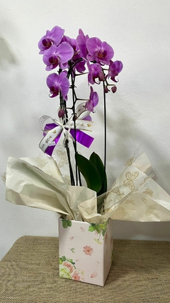 Orquídea Phalaenopsis Grande | Lilás Cascata - comprar online