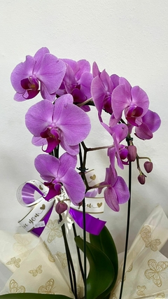 Orquídea Phalaenopsis Grande | Lilás Cascata na internet