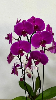 Orquídea Phalaenopsis Grande | Roxa Cascata + Cachepô na internet