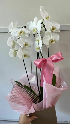 Orquídea Phalaenopsis Grande | Branca Cascata - comprar online