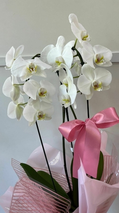 Orquídea Phalaenopsis Grande | Branca Cascata na internet