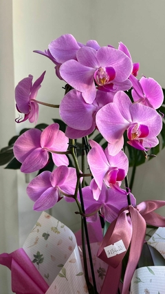 Orquídea Phalaenopsis Grande | Lilás Cascata na internet