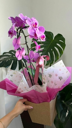 Orquídea Phalaenopsis Grande | Lilás Cascata - comprar online