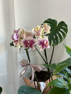 Cestinha com Orquídea e Lírio da Paz na internet