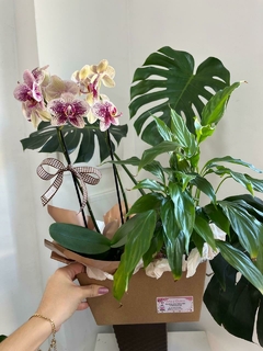 Cestinha com Orquídea e Lírio da Paz - comprar online