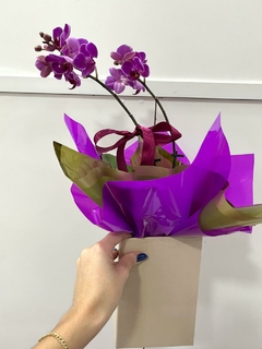 Orquídea Phalaenopsis Média | Roxa 2 Hastes - comprar online