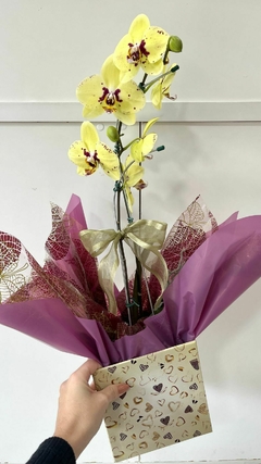 Orquídea Phalaenopsis Grande - comprar online
