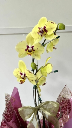 Orquídea Phalaenopsis Grande na internet