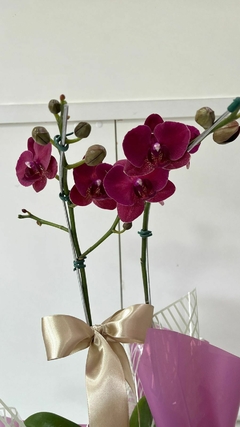 Orquídea Phalaenopsis Grande - comprar online