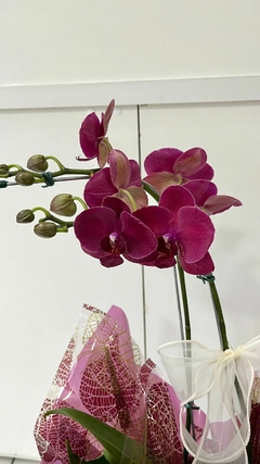 Orquídea Phalaenopsis Grande na internet