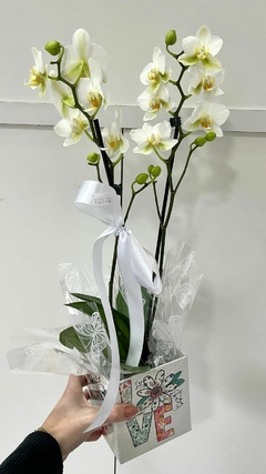 Orquídea Phalaenopsis Média - comprar online