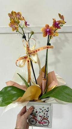 Orquídea Phalaenopsis Média - comprar online