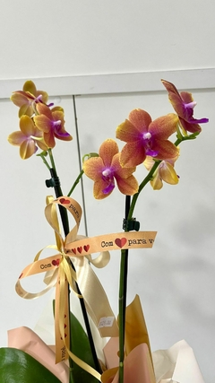 Orquídea Phalaenopsis Média na internet