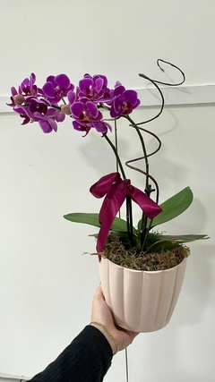 Orquídea Phalaenopsis Média + Cachepô - comprar online