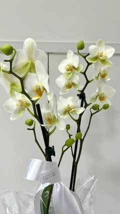Orquídea Phalaenopsis Média na internet