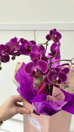 Orquídea Phalaenopsis Média na internet