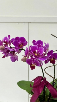 Orquídea Phalaenopsis Média + Cachepô na internet