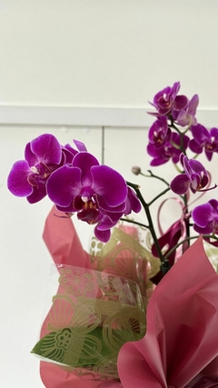 Orquídea Phalaenopsis Média na internet