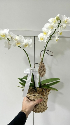 Orquídea Phalaenopsis Média + Cesto - comprar online