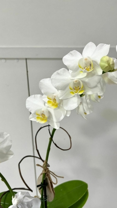 Orquídea Phalaenopsis Média + Cesto na internet