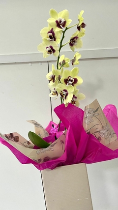 Orquídea Phalaenopsis Média na internet