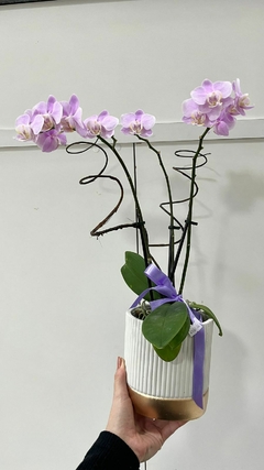 Orquídea Phalaenopsis Média + Cachepô - comprar online