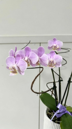 Orquídea Phalaenopsis Média + Cachepô na internet