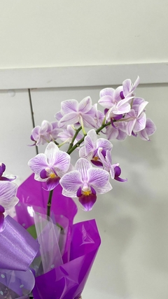 Orquídea Phalaenopsis Média na internet