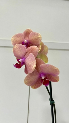 Orquídea Phalaenopsis Grande na internet