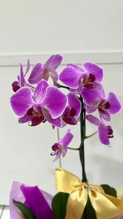 Orquídea Phalaenopsis Grande na internet