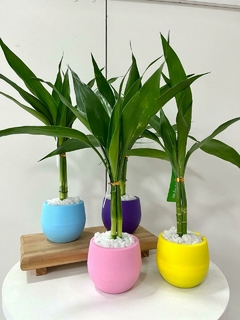Bambu da sorte bolinha colorido - comprar online