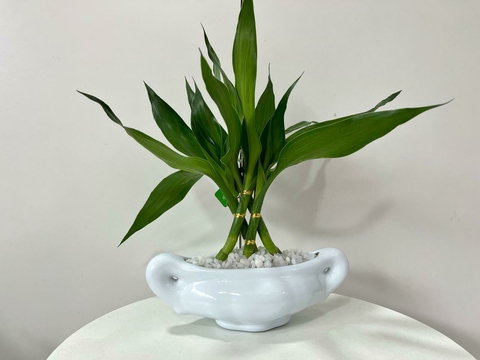 Bambu da sorte barca mini - comprar online