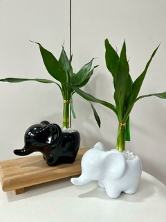 Bambu da sorte elefante - comprar online
